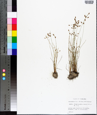 Fimbristylis annua image