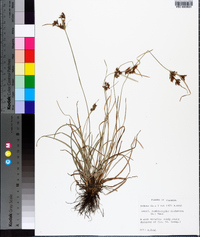 Fimbristylis dichotoma image