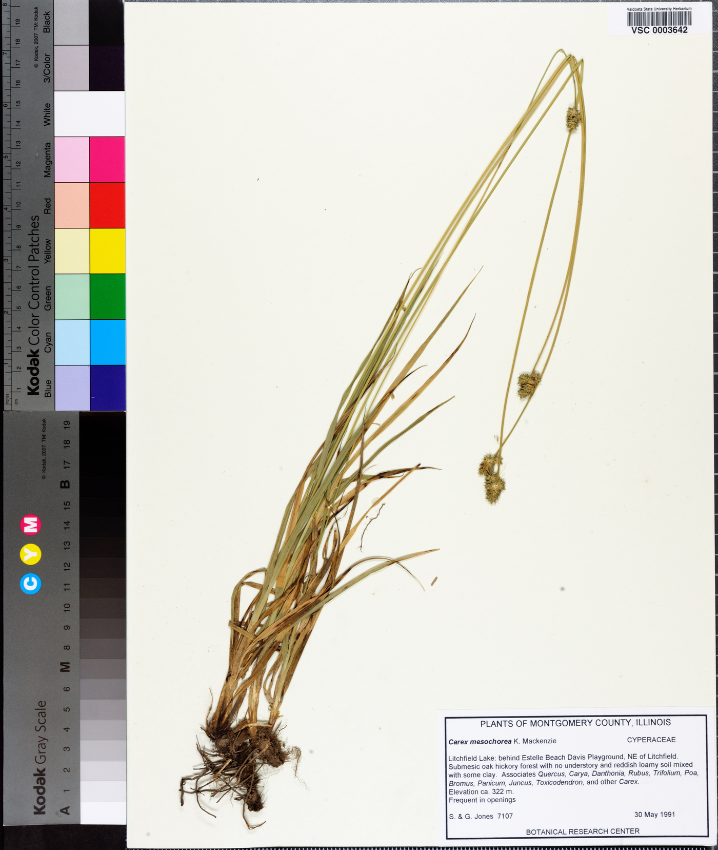 Carex mesochorea image