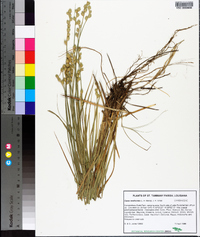 Carex reniformis image