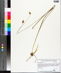 Carex turgescens image