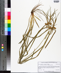 Cyperus entrerianus image