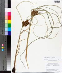 Cyperus flavicomus image