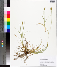 Carex austrina image