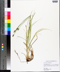 Carex leavenworthii image