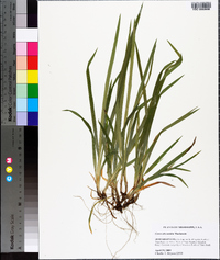 Carex abscondita image