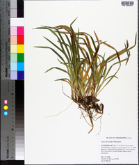 Carex abscondita image