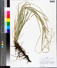 Carex cherokeensis image