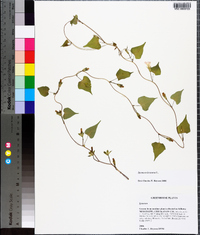 Ipomoea lacunosa image