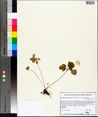 Thalictrum thalictroides image