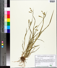 Carex prasina image