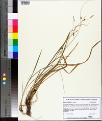 Carex styloflexa image