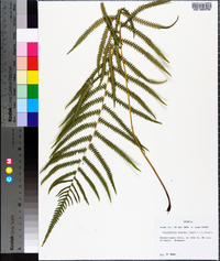 Thelypteris kunthii image