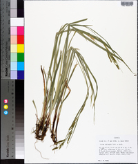 Carex oxylepis image