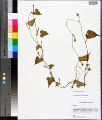 Ipomoea lacunosa image