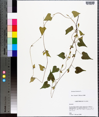 Ipomoea lacunosa image