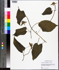 Jacquemontia tamnifolia image