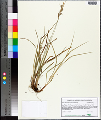 Carex dasycarpa image