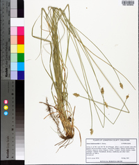 Carex leavenworthii image