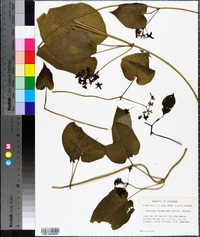 Matelea decipiens image