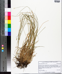 Carex leavenworthii image