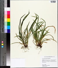 Carex abscondita image