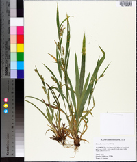 Carex flaccosperma image