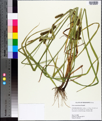 Carex aureolensis image