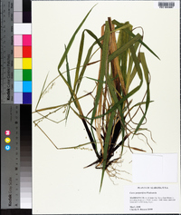 Carex purpurifera image