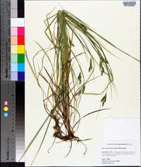 Carex swanii image