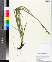 Carex oxylepis image