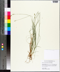 Carex texensis image