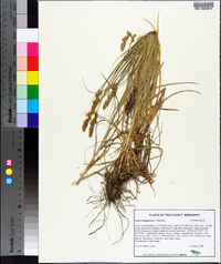 Carex triangularis image