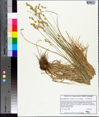 Carex festucacea image