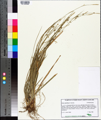 Carex styloflexa image