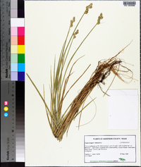 Carex longii image