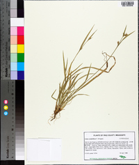 Carex crebriflora image