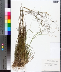 Poa autumnalis image