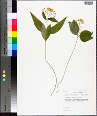 Asclepias quadrifolia image