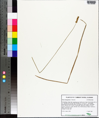 Carex triangularis image