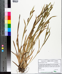 Carex flaccosperma image