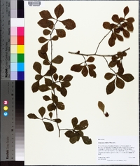 Crataegus uniflora image