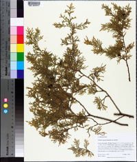 Chamaecyparis thyoides image