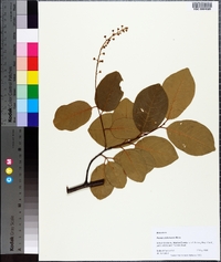 Prunus alabamensis image