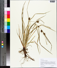 Carex louisianica image