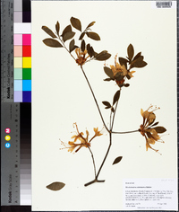 Rhododendron alabamense image