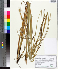 Carex decomposita image