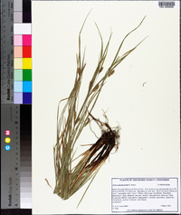 Carex planispicata image