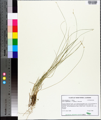 Carex atlantica subsp. capillacea image