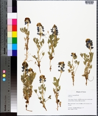 Lupinus texensis image